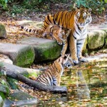 Bengal Tiger