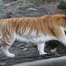 Golden Tiger