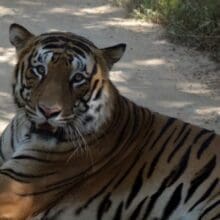 Tiger laying on a dirt road