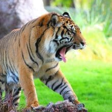 Tiger Roaring In Jungle