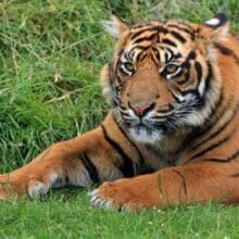 Sumatran Tiger Laying In Grass