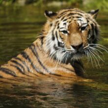 Tiger Sitting In Water