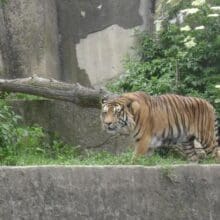 Tiger In Captivity In Poland