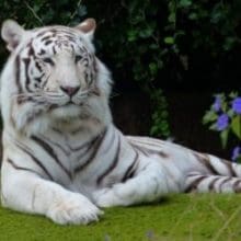 Beautiful White Tiger