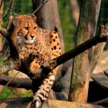 Leopard Sitting On A Tree