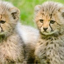 Two Young Cheetahs