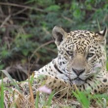 Jaguar in grass 0