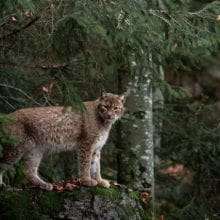 Bobcat In The Woods