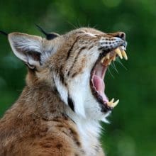 Bobcat's Jaw Strength: Bobcat Big Yawn