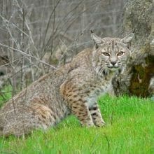 Bobcat Sitting In The Grass