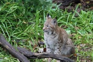 Bobcats Aggressive