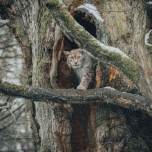 Lynx Bobcat In Tree