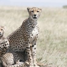 cheetah cubs 0