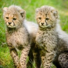 Behaviors of Cheetahs: Two Cheetah Cubs