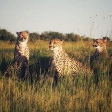 Save Cheetahs: Cheetah's in a field