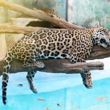 Leopard Resting On Tree