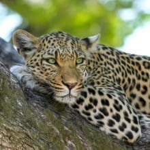 leopard in tree 0