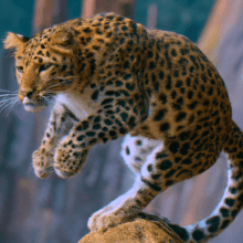 leopard jump 0