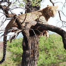 Leopard Relaxing In Tree