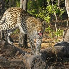 leopard on tree roots 0