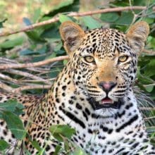 Leopard Relaxing In Bushes