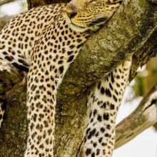 leopard sleeping in tree 0