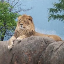 Lion Up High On Rock Ledge