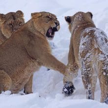 Lions In The Snow