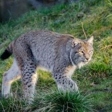 Lynx Bobcat Walking In The Wild