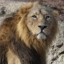 Male Lion Looking