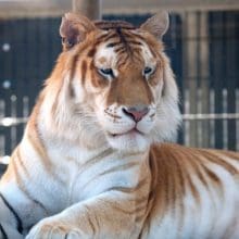 Orange Bengal Tiger