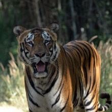 Royal Bengal Tiger Indian