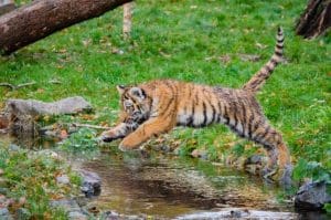 Tigers Jumping Abilities: Small Siberian Tiger Jumping