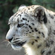 Pretty Snow Leopards