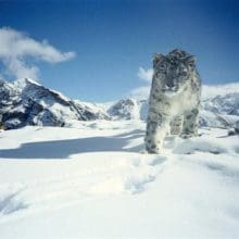 Snow Leopard Walking In Snow