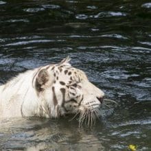 White Tiger Swimming