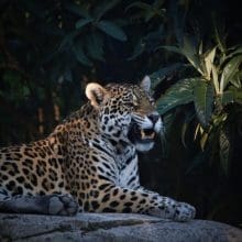 Jaguar's Bite: Jaguars Kill With A Powerful Bite