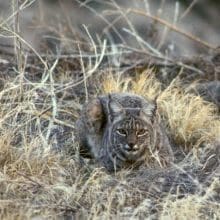 Bobcats: Feline Territorial Behavior