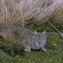 bobcat crouched 0