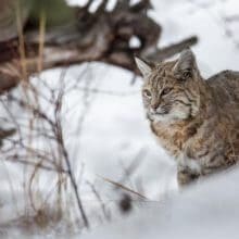 Bobcat Sitting In Snow