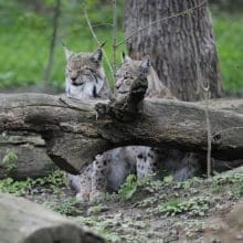 Bobcats: Small but Mighty