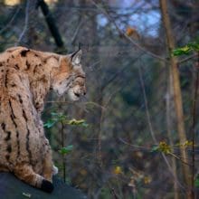 bobcats tail 0