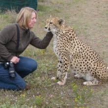 Humans and Cheetahs: A Woman Petting A Cheetah