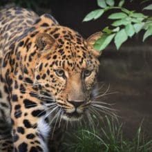 Beauty of Leopards: