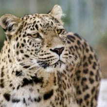 Persian Leopard