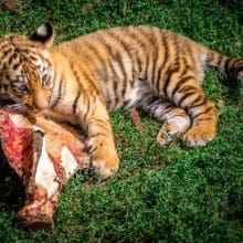 Feed A Tiger