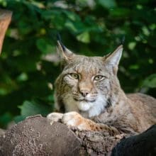 Stealthy Predators: Bobcat relaxing on a tree stump