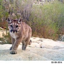 Challenges Mountain Lions: Mountain Lion Walking On Stone Walkway