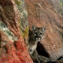 Mountain lion in the mountains