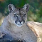 Mountain Lion Sightings: Mountain Lion Relaxing In The Woods